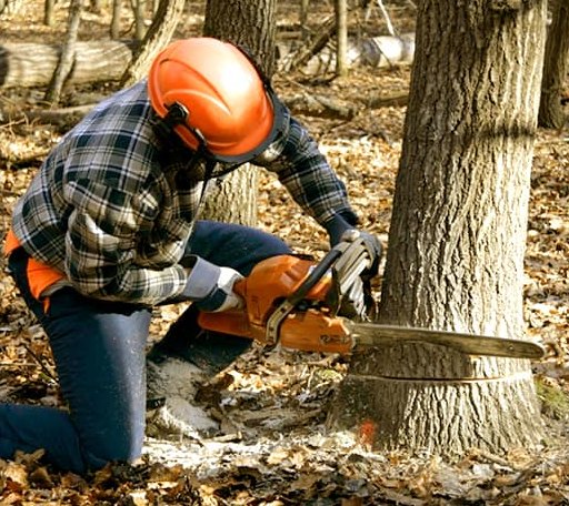 Tree Removal in Henrico, VA